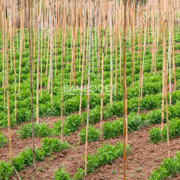 bamboo poles for garden and agriculture 2