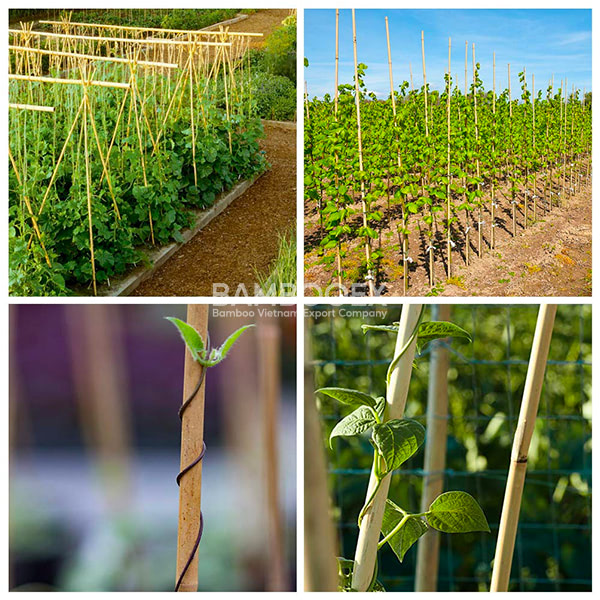 bamboo poles for garden and agriculture 3