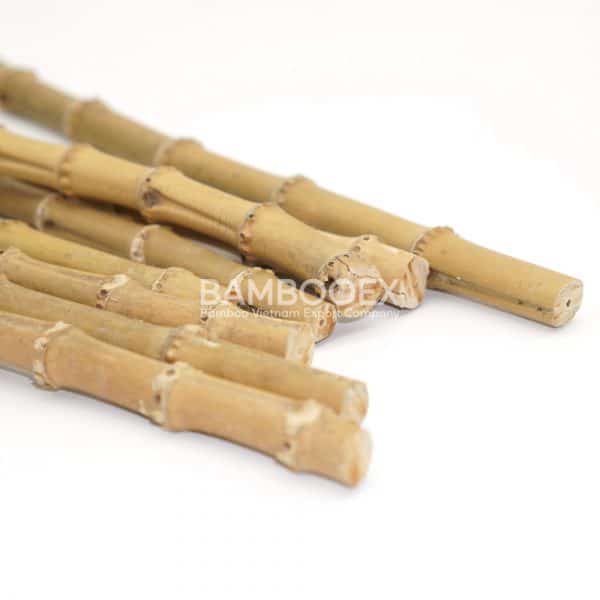 Bamboo roots bambooex vietnam 5